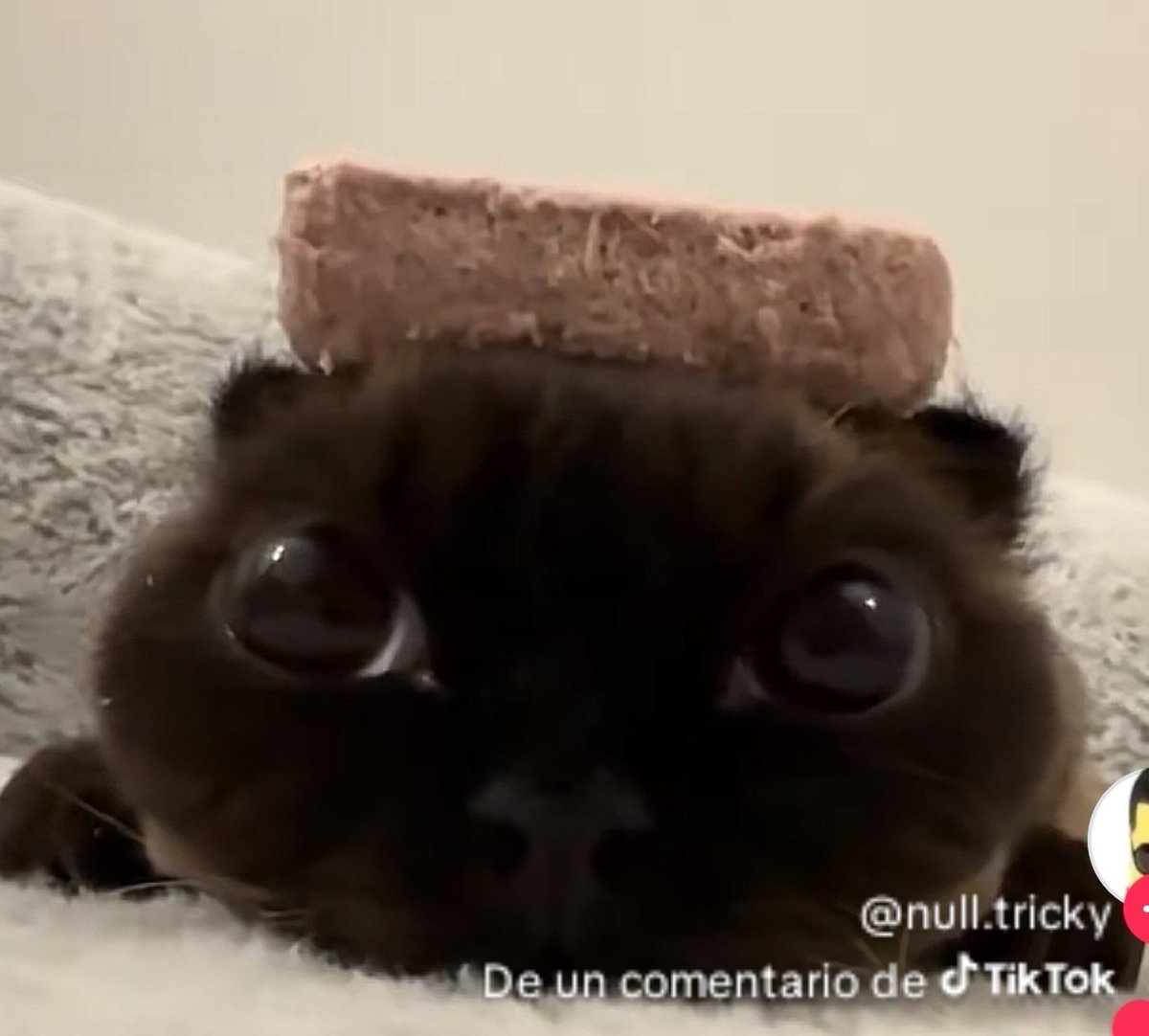 Fizzi_edtw's tweet photo. Quiero una amiga de edtwt para hablar de cosas de TCA nutrición consejos como nos sentimos etc 
(Mayor de 18) 
Procede a quedar en flop https://t.co/hxmMAST2Sz