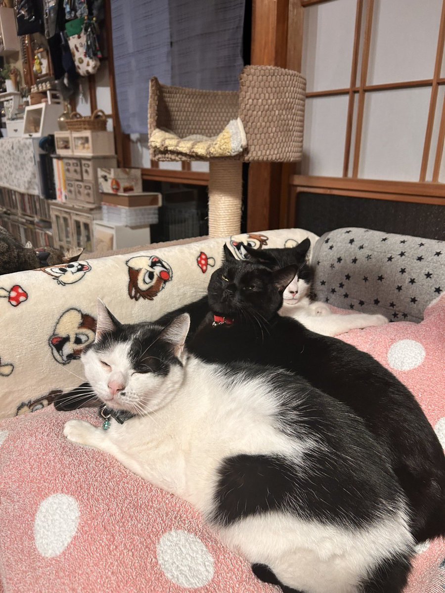 ikenamihamono's tweet photo. 【催事情報】
12/17(水)-12/23(火)
『種子島の刃物市』山形屋 1号館 5階昇りエスカレーター前
今年最後の催しです。
師走の慌ただしさは変わらずありがたです。
家に帰ると画像のようになってます。
#種子島 #包丁 #種子包丁 #庖丁 #種子庖丁 #鋏 #種子鋏 #池浪刃物製作所 #猫 #ネコ #ねこ #山形屋 https://t.co/Yf3bBWAcea