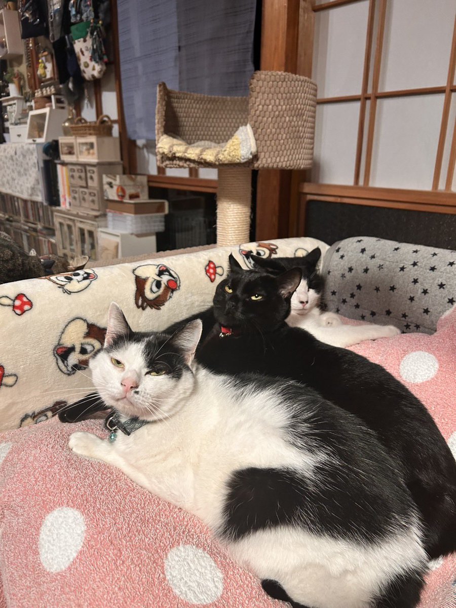 ikenamihamono's tweet photo. 【催事情報】
12/17(水)-12/23(火)
『種子島の刃物市』山形屋 1号館 5階昇りエスカレーター前
今年最後の催しです。
師走の慌ただしさは変わらずありがたです。
家に帰ると画像のようになってます。
#種子島 #包丁 #種子包丁 #庖丁 #種子庖丁 #鋏 #種子鋏 #池浪刃物製作所 #猫 #ネコ #ねこ #山形屋 https://t.co/Yf3bBWAcea
