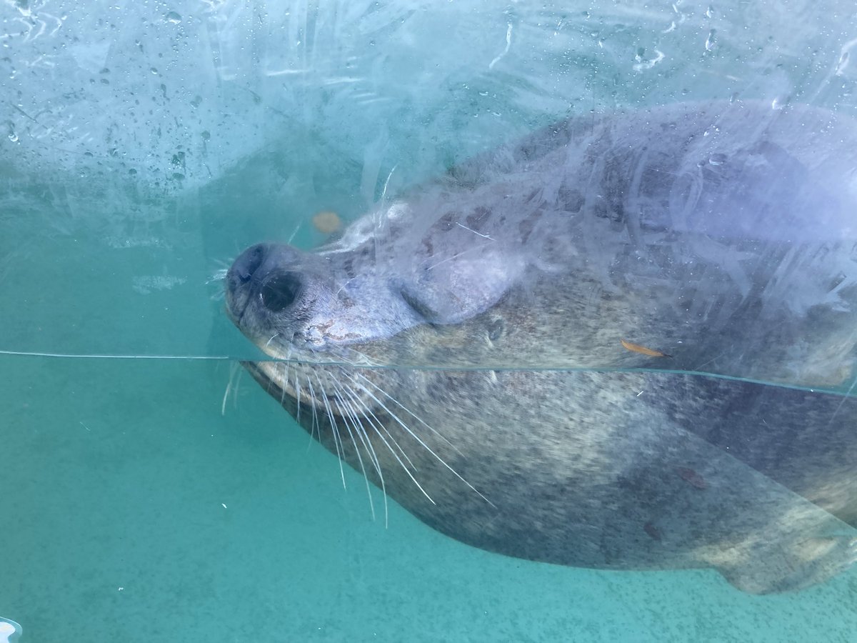 SHACHIKO/シャチ子🐬︎ ̖́-12/14あわしまマリンパーク