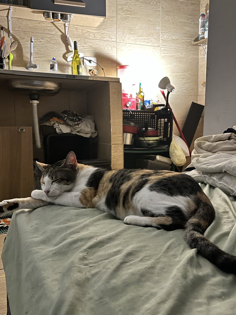 gomeszinhas's tweet photo. 1/4 de beck e sinto que consigo ler a mente de nini e miau . qnd elas me olham nos olhos https://t.co/Uo460C9XTd