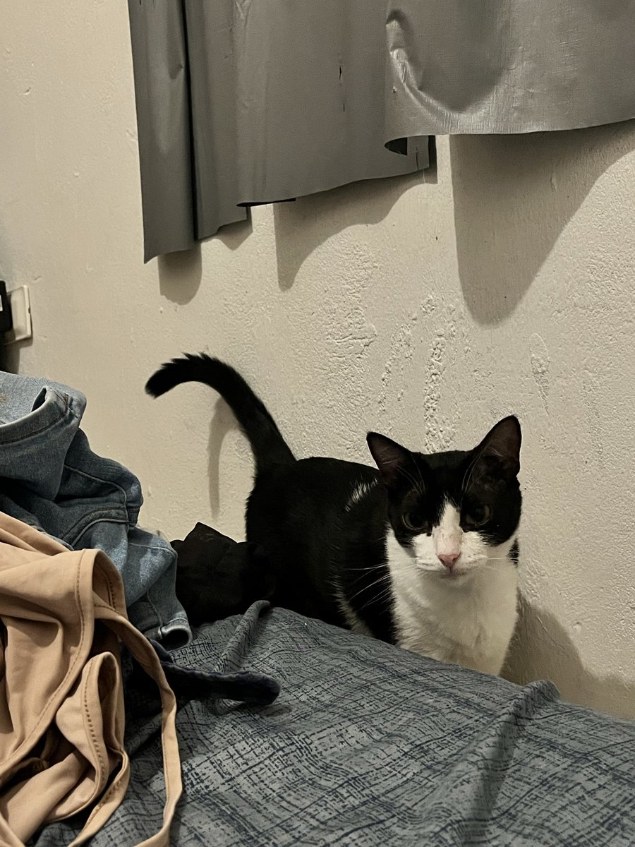 gomeszinhas's tweet photo. 1/4 de beck e sinto que consigo ler a mente de nini e miau . qnd elas me olham nos olhos https://t.co/Uo460C9XTd
