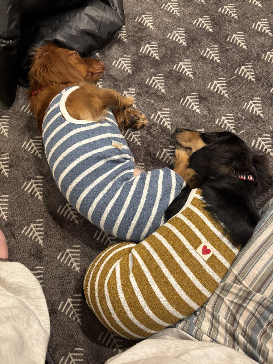 どんちゃんとさとさんがうちにお泊まり〜🥰✨濃密な会話で楽しかった〜！
ワンコの躾は奥が深い(どんちゃんは犬の訓練士)