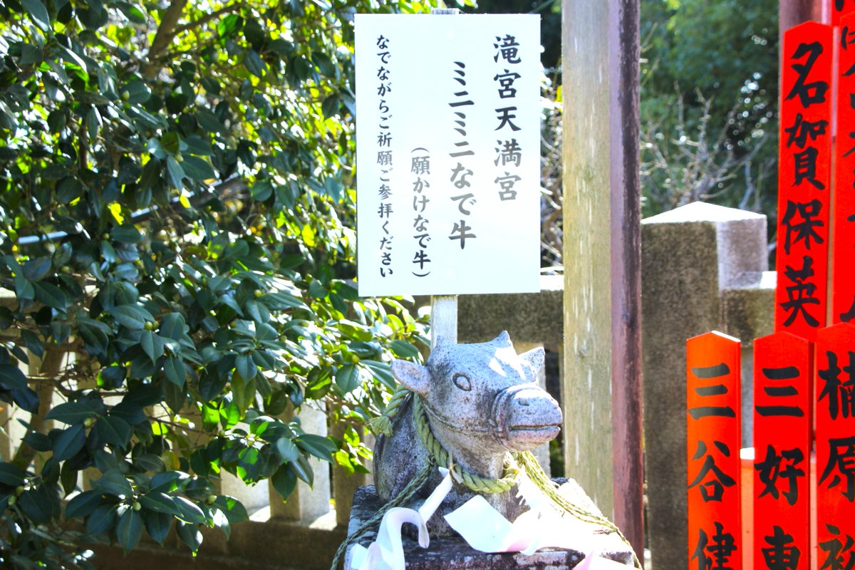 ayagawatyokanko's tweet photo. 【撫でながらお願いすると願いを叶えてくれる滝宮天満宮の「ミニミニなで牛」】
学問の神様である菅原道真のご遺体を乗せた車を牛に引かせ止まったところに葬るよう遺言を残していた逸話も。
なでると病気が治ったり、頭が良くなったり、願いが叶うといわれています。 https://t.co/tdToE4jIeE