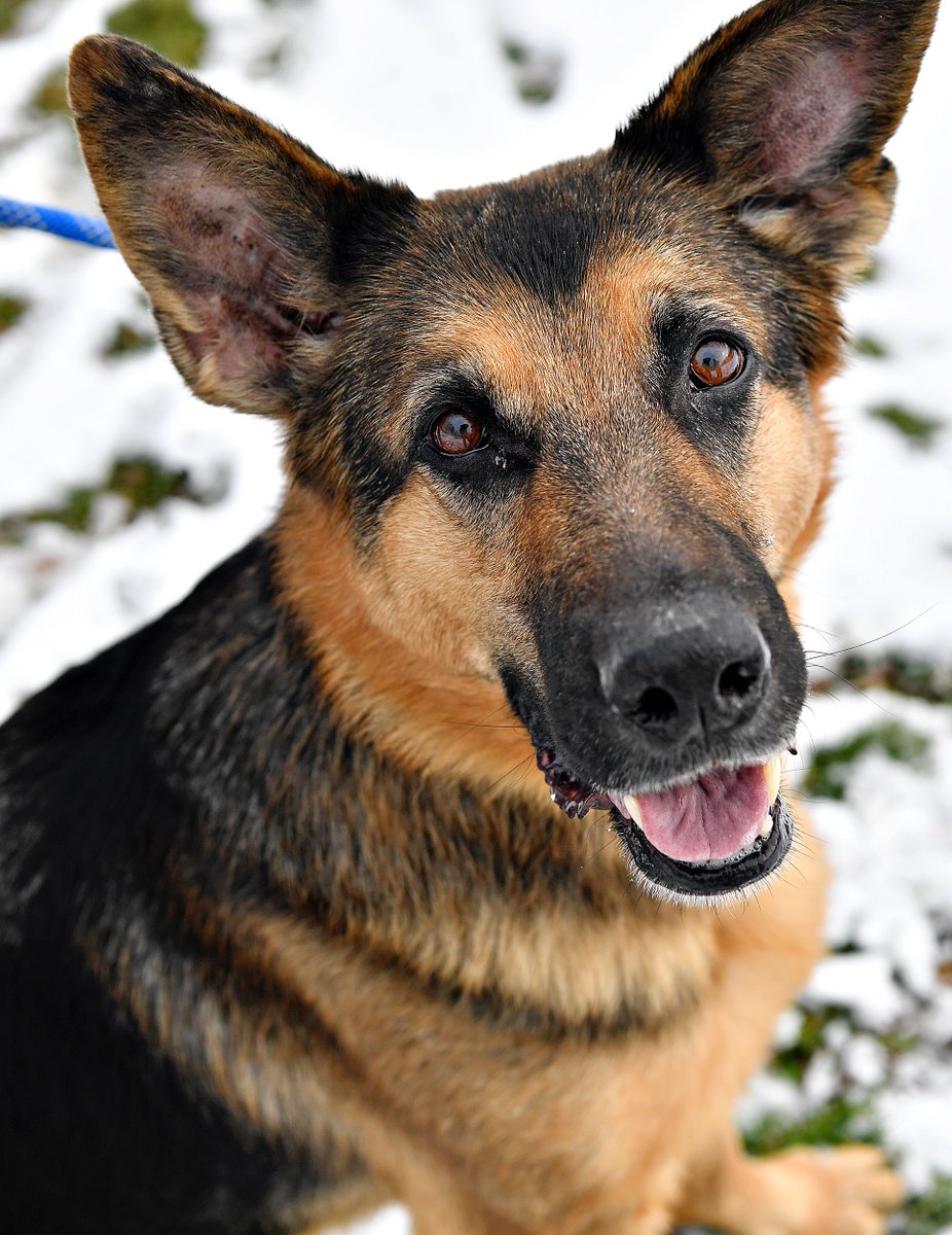 DispatchDawn's tweet photo. NEW PHOTOS!!
Click--> https://t.co/Z0NU8SPr8B <--here to see Rosemary, Gabriel, Azriel, Kitty Moon, Gravy & more available for #adoption now @YorkCoSPCA @YorkDispatch
#furbabies #dogsoftwitter #foreverhome #catsoftwitter #lookatthoseeyes https://t.co/YKqIHIFNrh