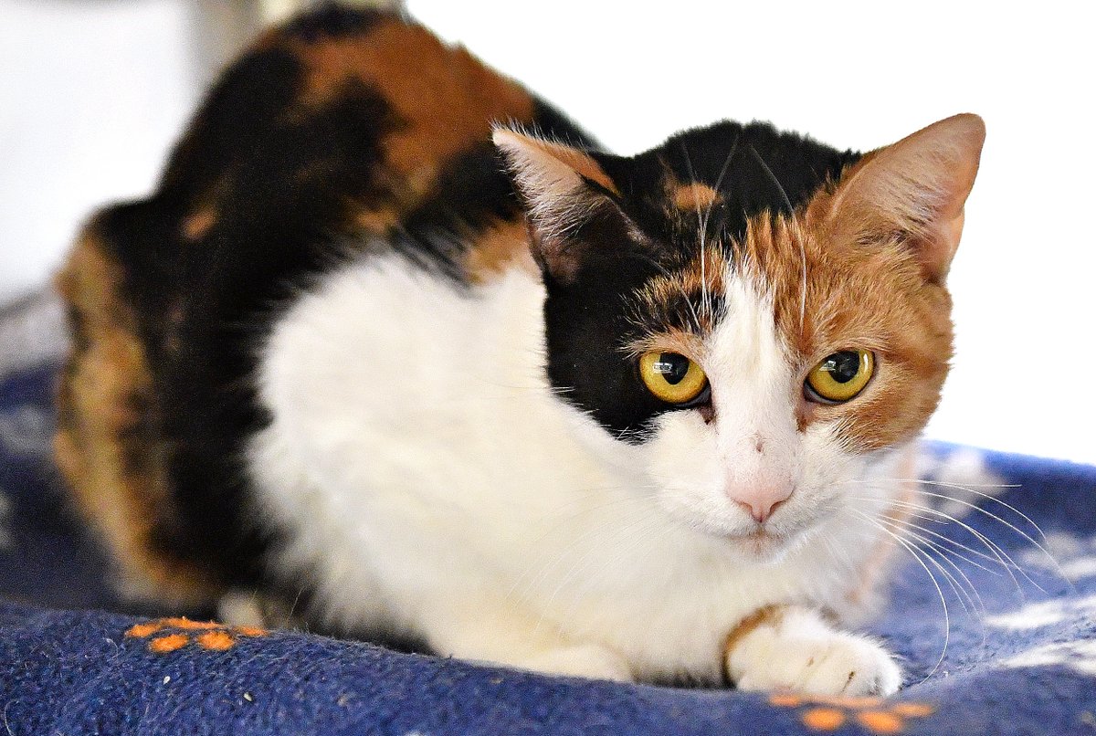 DispatchDawn's tweet photo. NEW PHOTOS!!
Click--> https://t.co/Z0NU8SPr8B <--here to see Rosemary, Gabriel, Azriel, Kitty Moon, Gravy & more available for #adoption now @YorkCoSPCA @YorkDispatch
#furbabies #dogsoftwitter #foreverhome #catsoftwitter #lookatthoseeyes https://t.co/YKqIHIFNrh