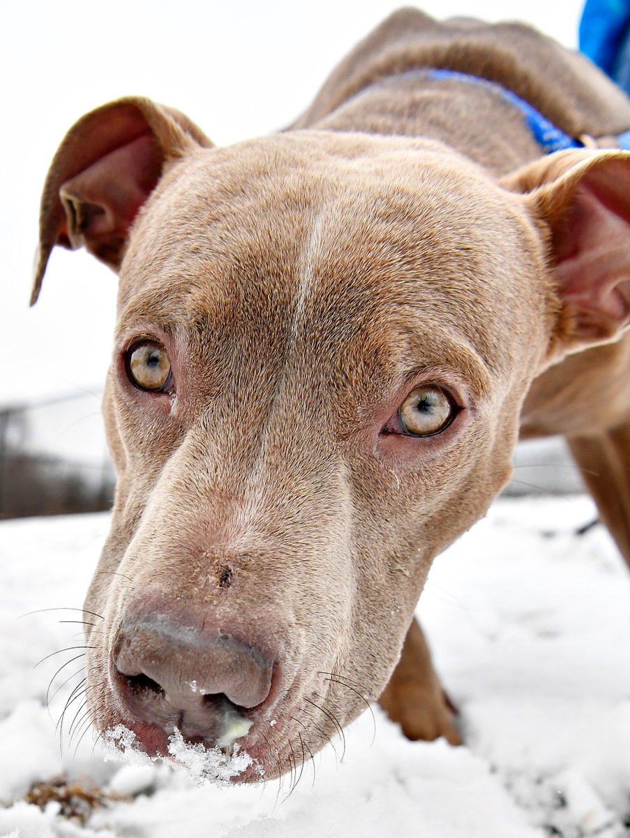 DispatchDawn's tweet photo. NEW PHOTOS!!
Click--> https://t.co/Z0NU8SPr8B <--here to see Rosemary, Gabriel, Azriel, Kitty Moon, Gravy & more available for #adoption now @YorkCoSPCA @YorkDispatch
#furbabies #dogsoftwitter #foreverhome #catsoftwitter #lookatthoseeyes https://t.co/YKqIHIFNrh
