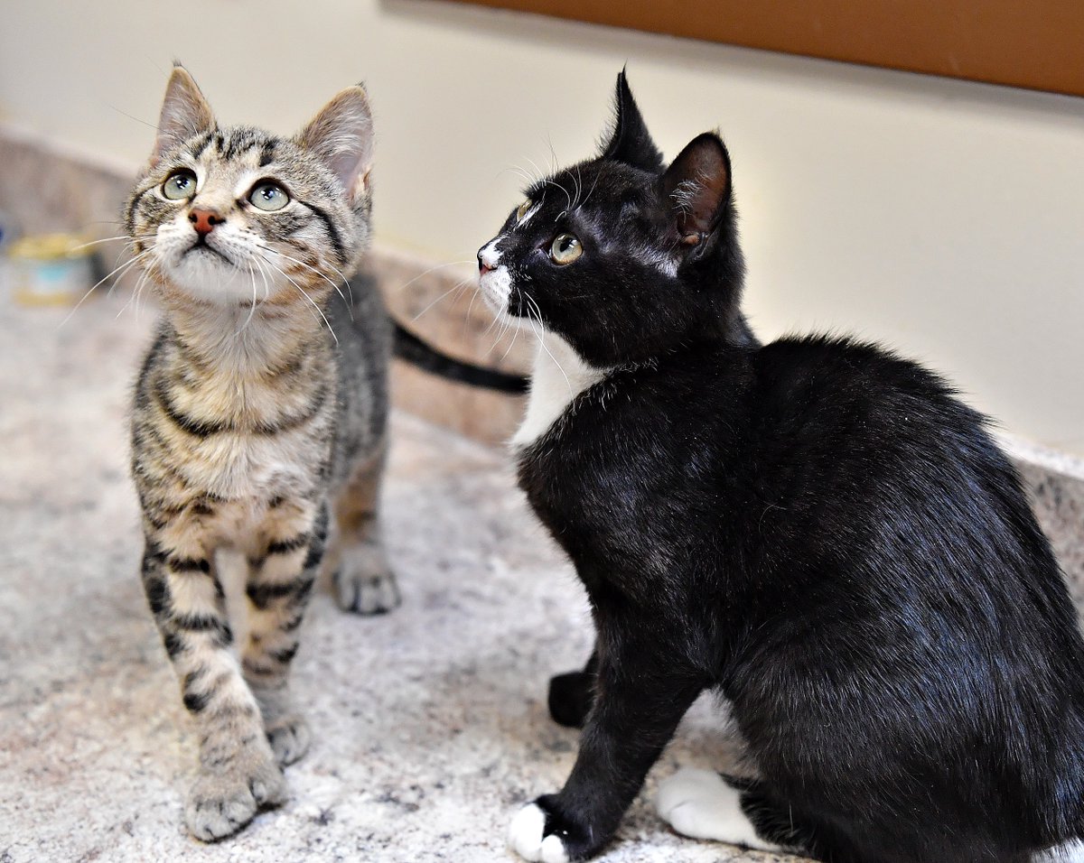 DispatchDawn's tweet photo. NEW PHOTOS!!
Click--> https://t.co/Z0NU8SPr8B <--here to see Rosemary, Gabriel, Azriel, Kitty Moon, Gravy & more available for #adoption now @YorkCoSPCA @YorkDispatch
#furbabies #dogsoftwitter #foreverhome #catsoftwitter #lookatthoseeyes https://t.co/YKqIHIFNrh