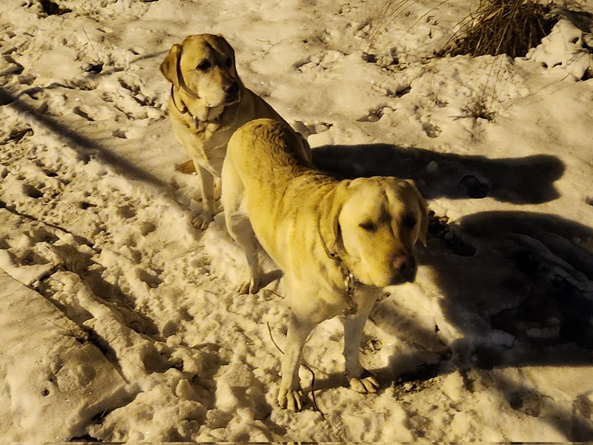 canarybob86's tweet photo. The daily Lily and Maddie https://t.co/PmwmenJ2jc