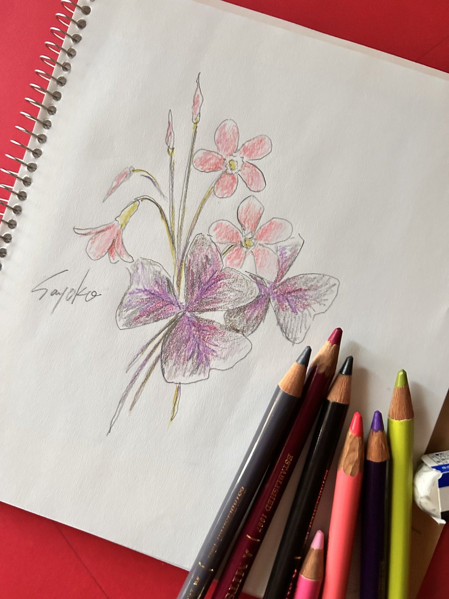 ponko345's tweet photo. オキザリス・トリアングラリス、「紫の舞」です。いろいろな色合いのある花ですが、この花色と葉っぱの組み合わせが好きです。
#quillingart #paperart #papercraft #Oxalistriangularis #クイリングアート #ペーパーアート #ペーパークラフト #オキザリストリアングラリス https://t.co/1AS70zdDk8