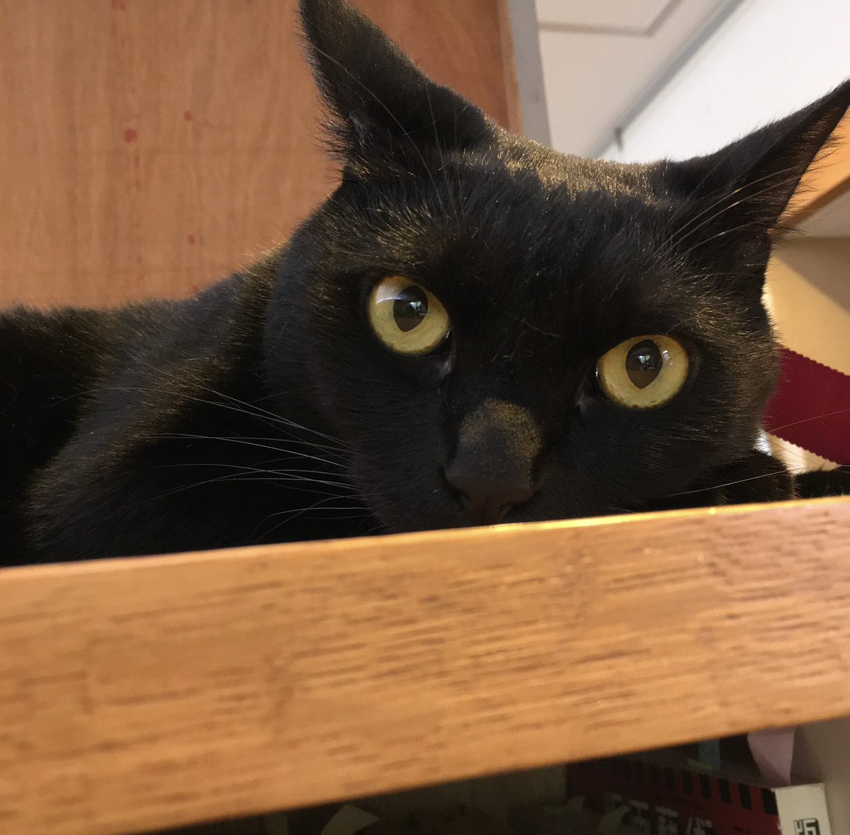 YumejiArtMuseum's tweet photo. 黑の助出勤だにゃん🐈⬛🐾
#夢二郷土美術館 #お庭番 #猫 #ねこ #黑の助 #岡山 #かわいい #yumejiartmuseum #cat #kuronosuke #okayama #梦路 #大正罗马 #黑猫 #日本 #夢二 #美術館 #大正浪漫 #japan #art #atworktoday #yumeji https://t.co/icxfsn8xEm