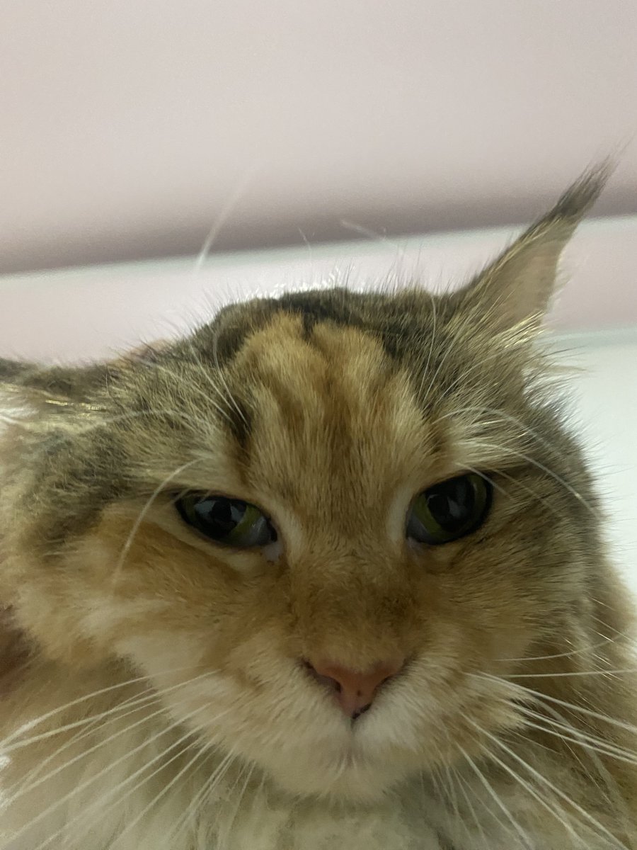 POV you get kissu2 by almond before you sleep