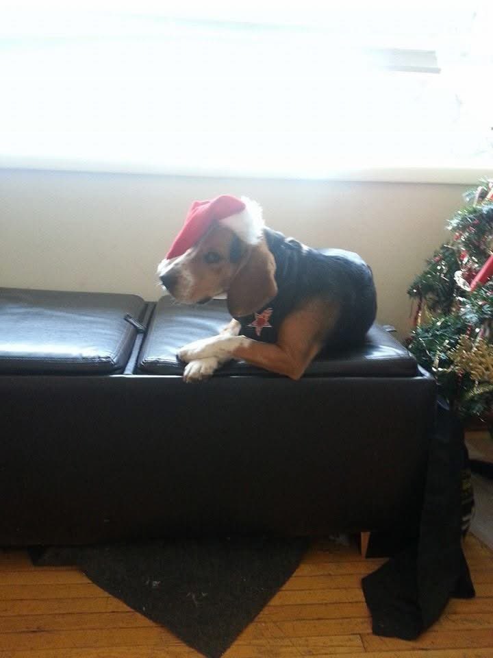 CodyYouKnowMe's tweet image. Please add the BEAGLE as a pet it would mean the world to me 
my dog who passed was the same kind of dog 
This was when he was a baby 
And then this was a couple years before he passed 
His name was Lefty
My very 1st base I built is a shrine in his honour
@bethesda @Fallout