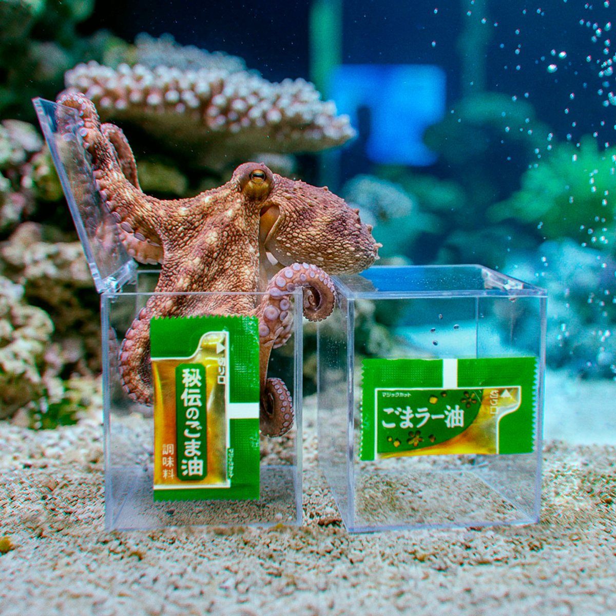 チキンラーメン ひよこちゃん (@nissin_hiyoko) / Posts / X