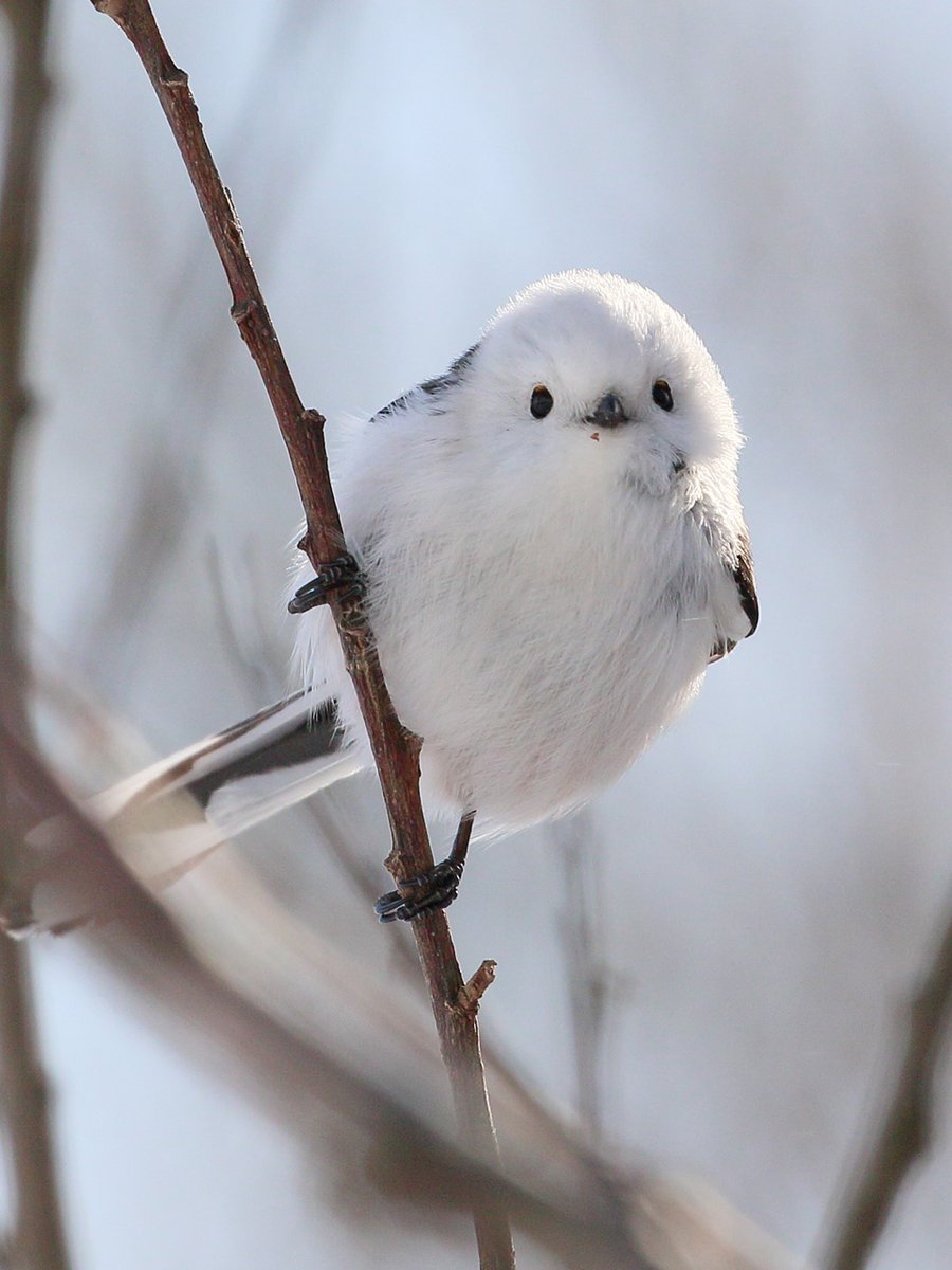 プルメリア (@SiHCSZizdI80399) / Posts / X