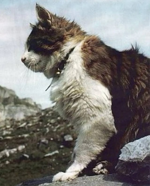 🌴 Vagrant 🌴 tweet media