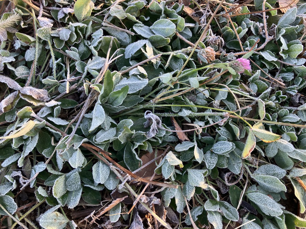 #練馬城址公園 の朝は寒いようで、
早くも #霜 が降りています❄️
陽の光にキラキラ輝いています✨
暖かくしてお越しください
#散策 #冬 #植物観察