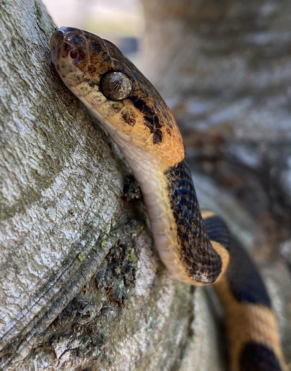 radioactivered's tweet photo. The Northern Cat-eyed Snake (Leptodeira septentrionalis) #fieldherping #snakes #southtexas https://t.co/ZFdGsFm8cc