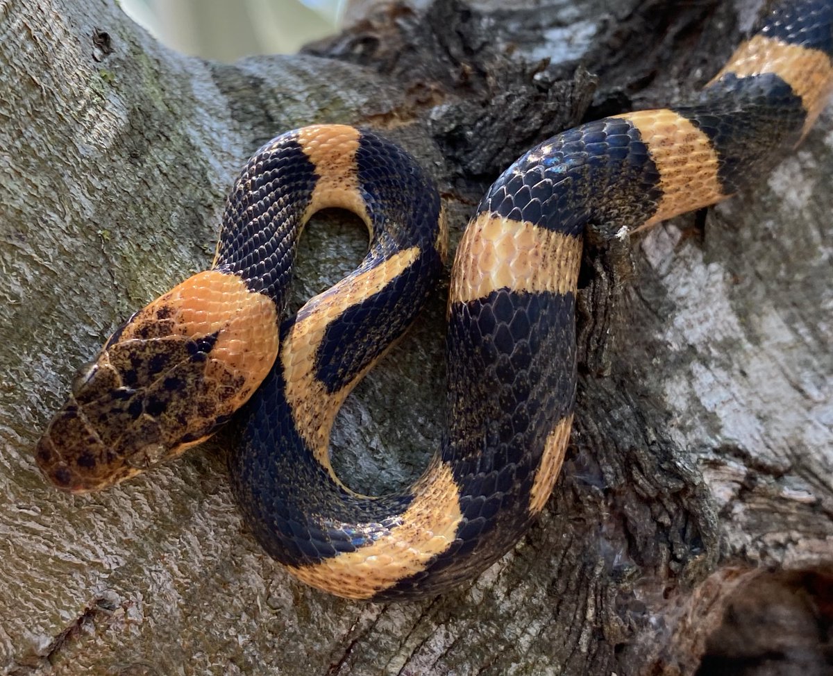 radioactivered's tweet photo. The Northern Cat-eyed Snake (Leptodeira septentrionalis) #fieldherping #snakes #southtexas https://t.co/ZFdGsFm8cc