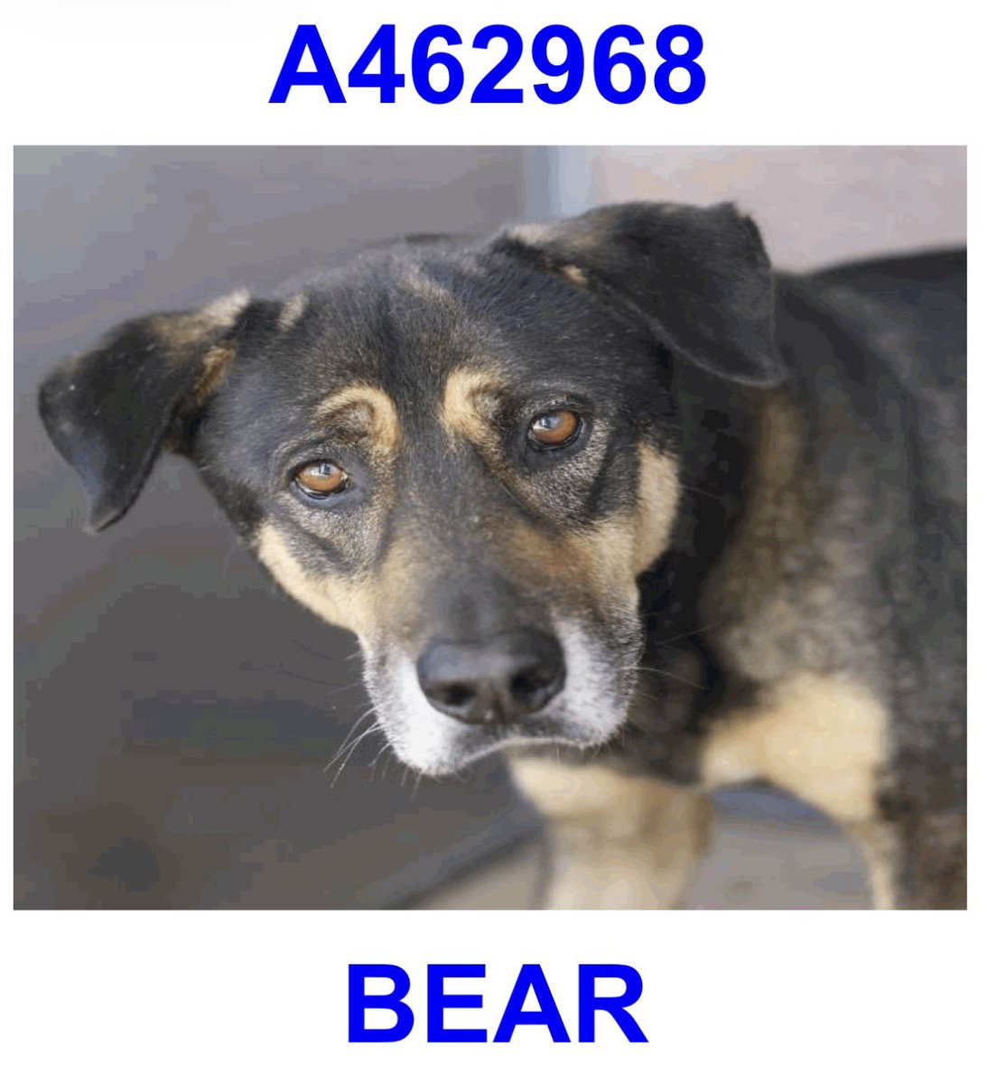 _taysmyoxygen1d's tweet photo. BEAR 🐻 #A462968

To #AdoptDontShop 📧 acsadoptions@sanantonio.gov 
☎️2102076666

To #foster 📧
acsrescue-foster@sanantonio.gov 
☎️2102076669

Facebook post: https://t.co/UBjEggiFfN https://t.co/rjdSDT66ew