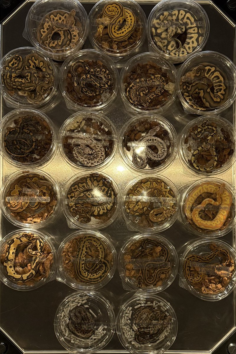 06shockwave (@06shockwave) / Highlights / X