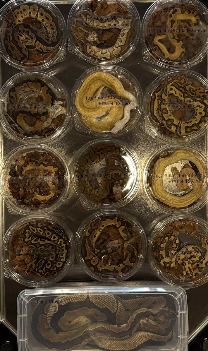 06shockwave (@06shockwave) / Posts / X