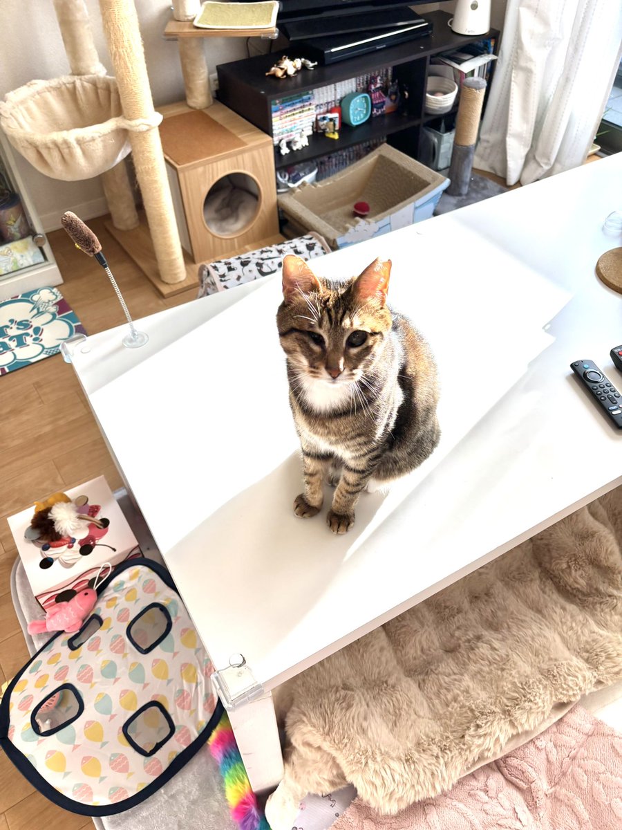 キジトラのヒメSHOP♕ページ（作成中） ジャンプするキジトラちゃんを刺繍しました。 黒いシマ模様ぜ～んぶ1本