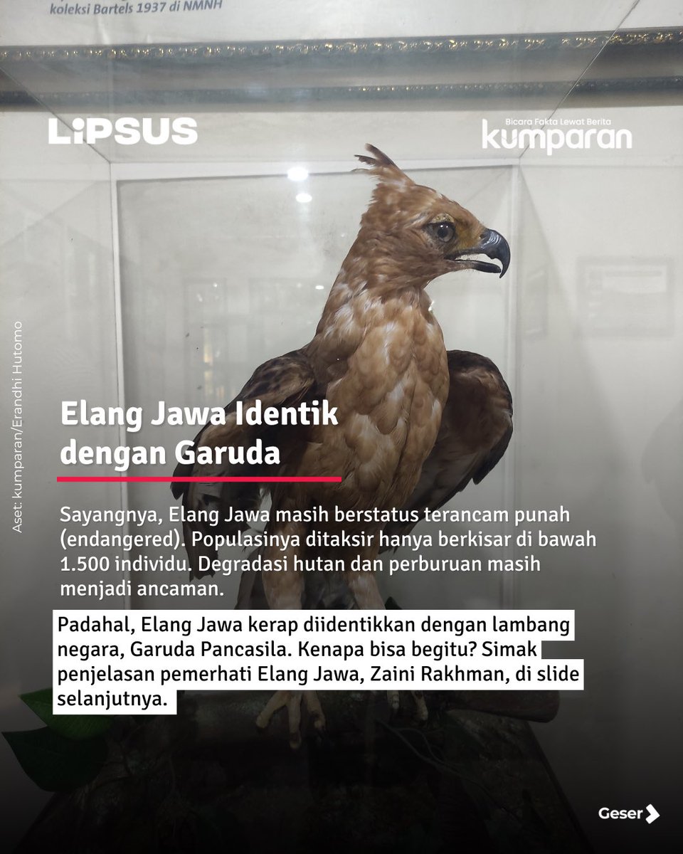 kumparan's tweet photo. #kumparanplus #lipsus #elangjawa #carousel #collab #satwa #nisaetusbartelsi #elang #burungelang #info #infoterkini #berita #beritaterkini #bicarafaktalewatberita #kumparan https://t.co/Eku0OIqPMx
