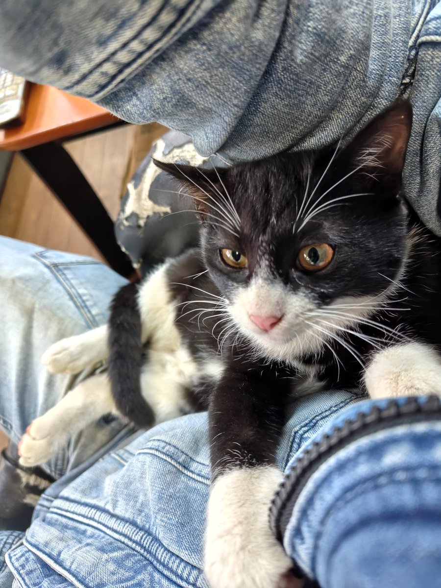 しらたま♂😺 膝上😊