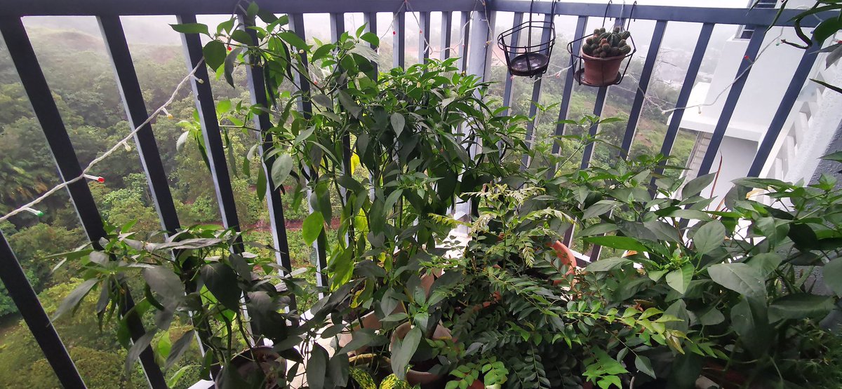 sninfq 🇲🇾 tweet media