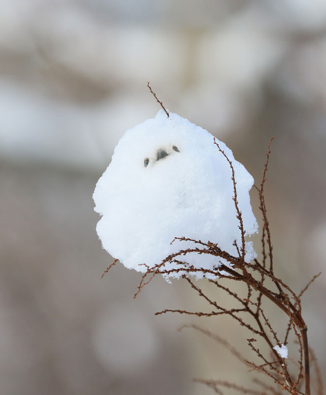 ぼく、シマエナガ。 tweet media