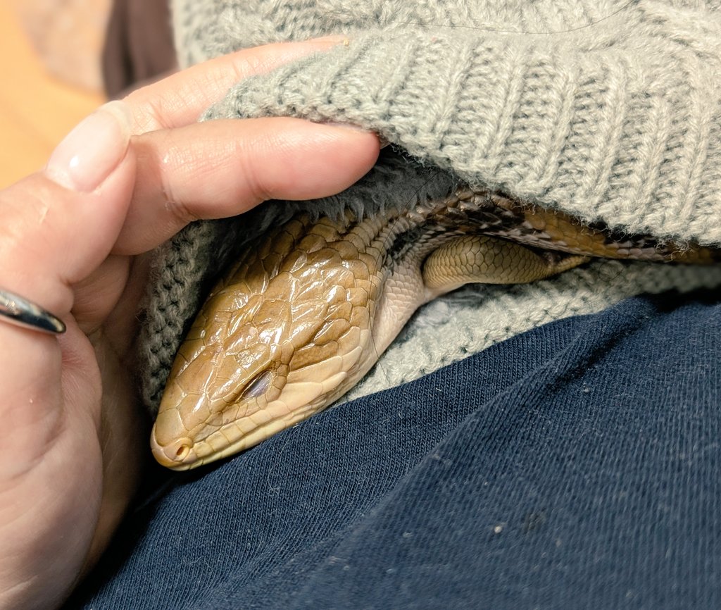 右クリック(2025年度キタアオジタ販売中) (@Migi_c) / Posts / X