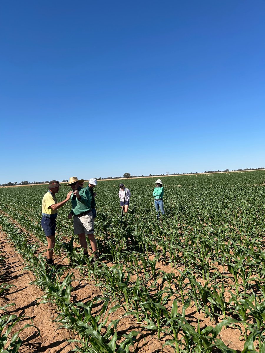 Dan Rolls tweet media