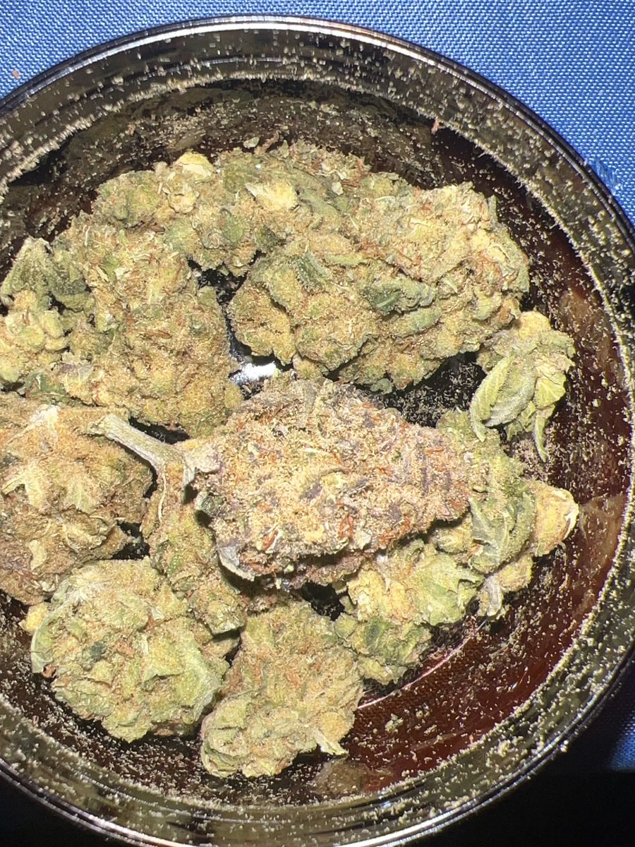 CaliCorner1's tweet photo. 3 bears OG 🐻 after 2 weeks in cure. The gorilla cookies 🦍🍪 https://t.co/gpxXk0KLrh