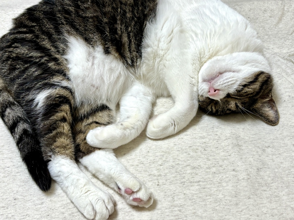 マスブチミナコ tweet media