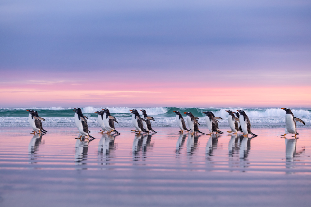 明日12/19(金)からはじまる「#ペンギンだらけ展」では「#それは僕らだけの言葉 」作品を18点展示します。
美しいプリントと共にペンギンの世界をお楽しみください🐧

フォークランド諸島のジェンツーペンギン🐧