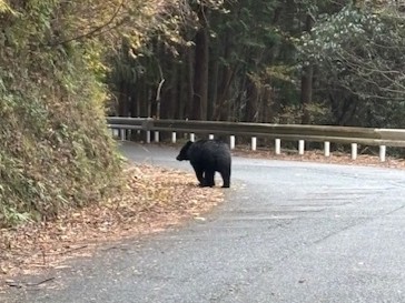 浜松市の中心部から北に約30キロの天竜区龍山町戸倉で、クマが目撃されました。写真は浜松市提供です。
→天竜区でクマ目撃－浜松｜静岡新聞DIGITAL 静岡県のニュース news.at-s.com/article/1871563