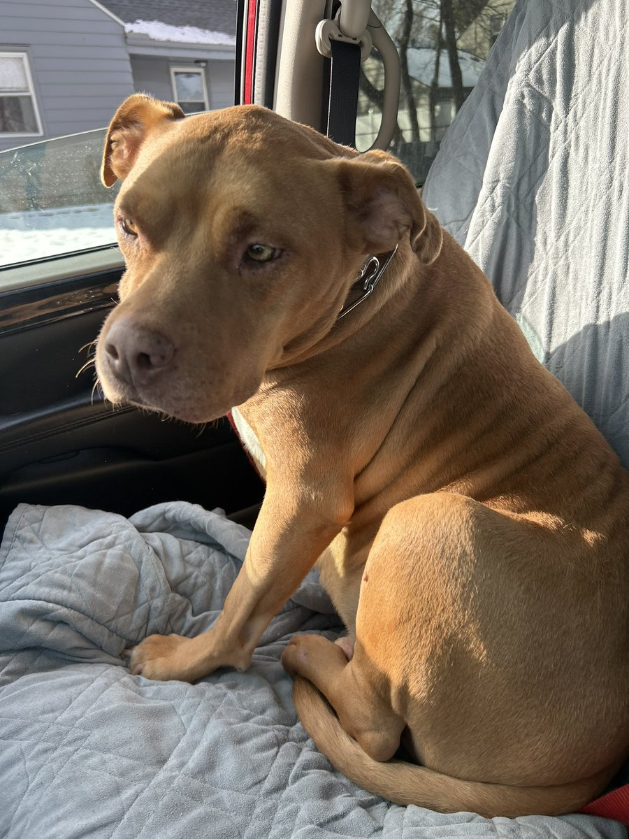 dr_han_OB's tweet photo. I know it’s automated but why my vet office text today did you enjoy your recent experience?…. Um no not at all actually y’all told me my 1st born son has osteosarcoma w/ mets😭💔 we had a good day though! IV moderate sedation for imaging, ice cream w/ fries, walk &amp; cuddles❤️🐾 https://t.co/YO52v0WV8D