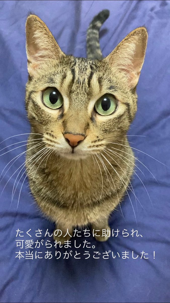 先日Instagramのストーリーに上げたものですがこちらにも。
病気の経緯や治療は他にも書ききれないくらいありました。門脈シャント手術、皮膚炎など。さらに無保険(先天疾患で元から適用不可もありつつ)なので保険の必要性も学びました。
幸せも尊い時間もたくさんもらいました。周りの支えも。感謝。