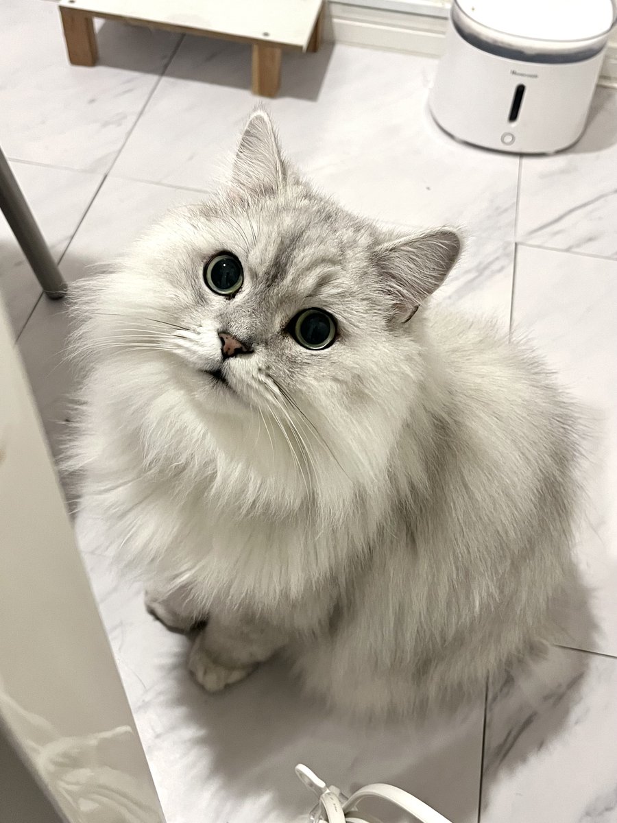 ぱにょぱにょデ・ジ・キャラット シェリー