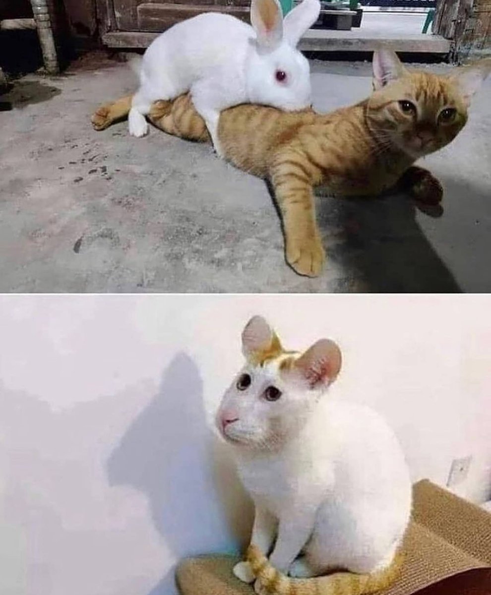 Punch Cat tweet media