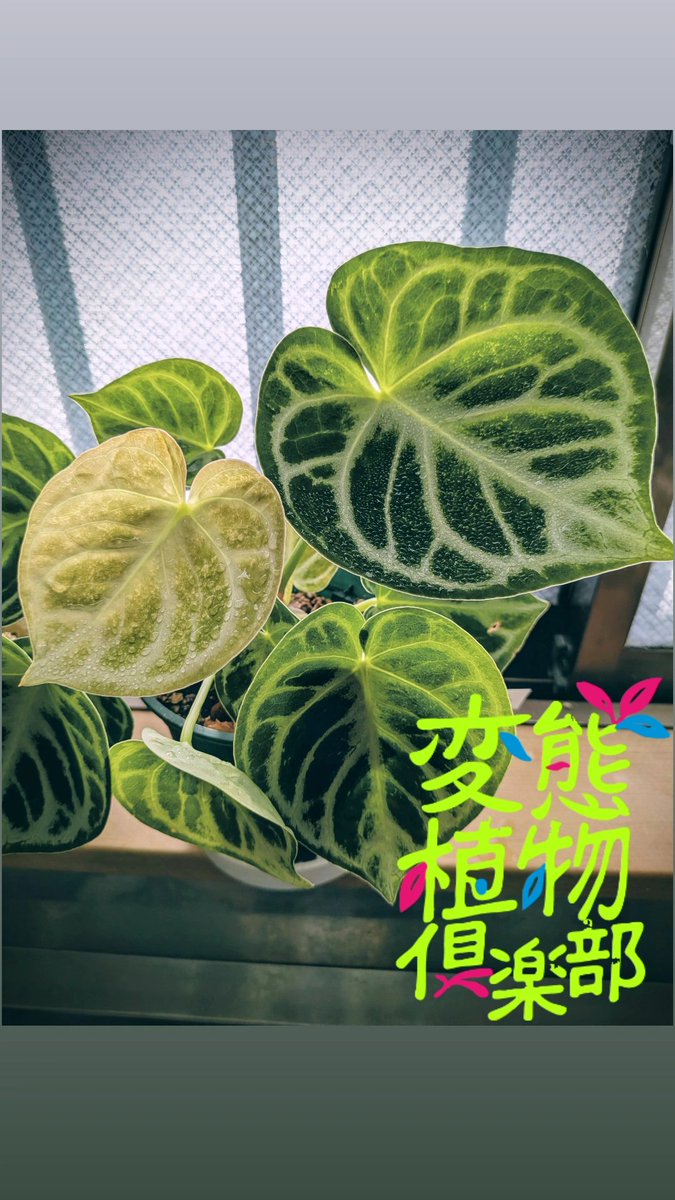 セール中❗️超希少❗️サイズ特大❗️アンスリウムドラヤキ特大新葉展開中✨️ おはようございます🙋 寒くなっても家の中は成長が止まったりせず新葉