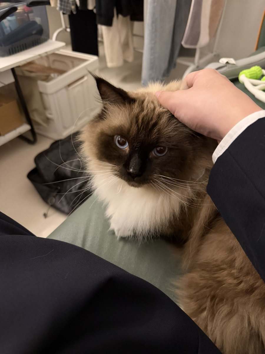 mujin320's tweet photo. 挖煤球的小猫 https://t.co/E2xYRxa2z8
