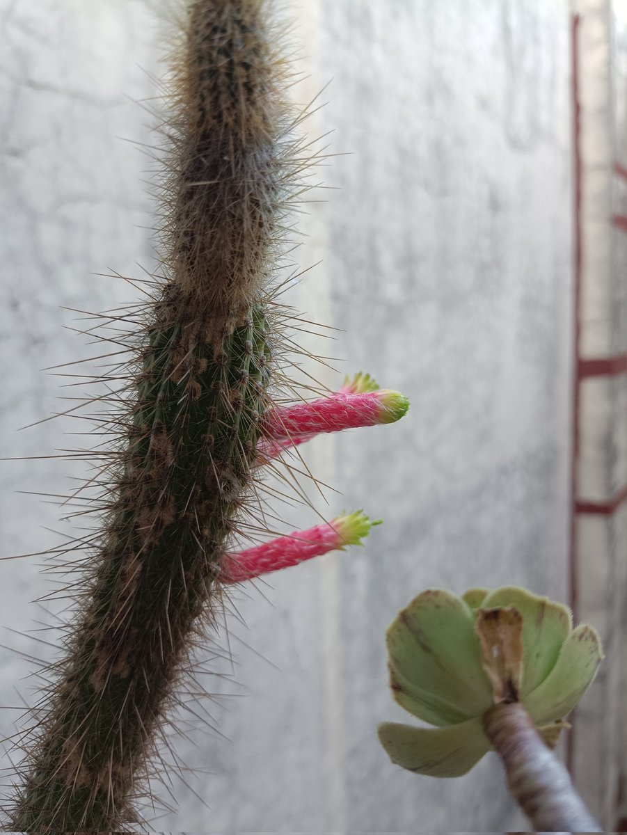 у меня кстати КАКТУС ЦВЕТЁТ