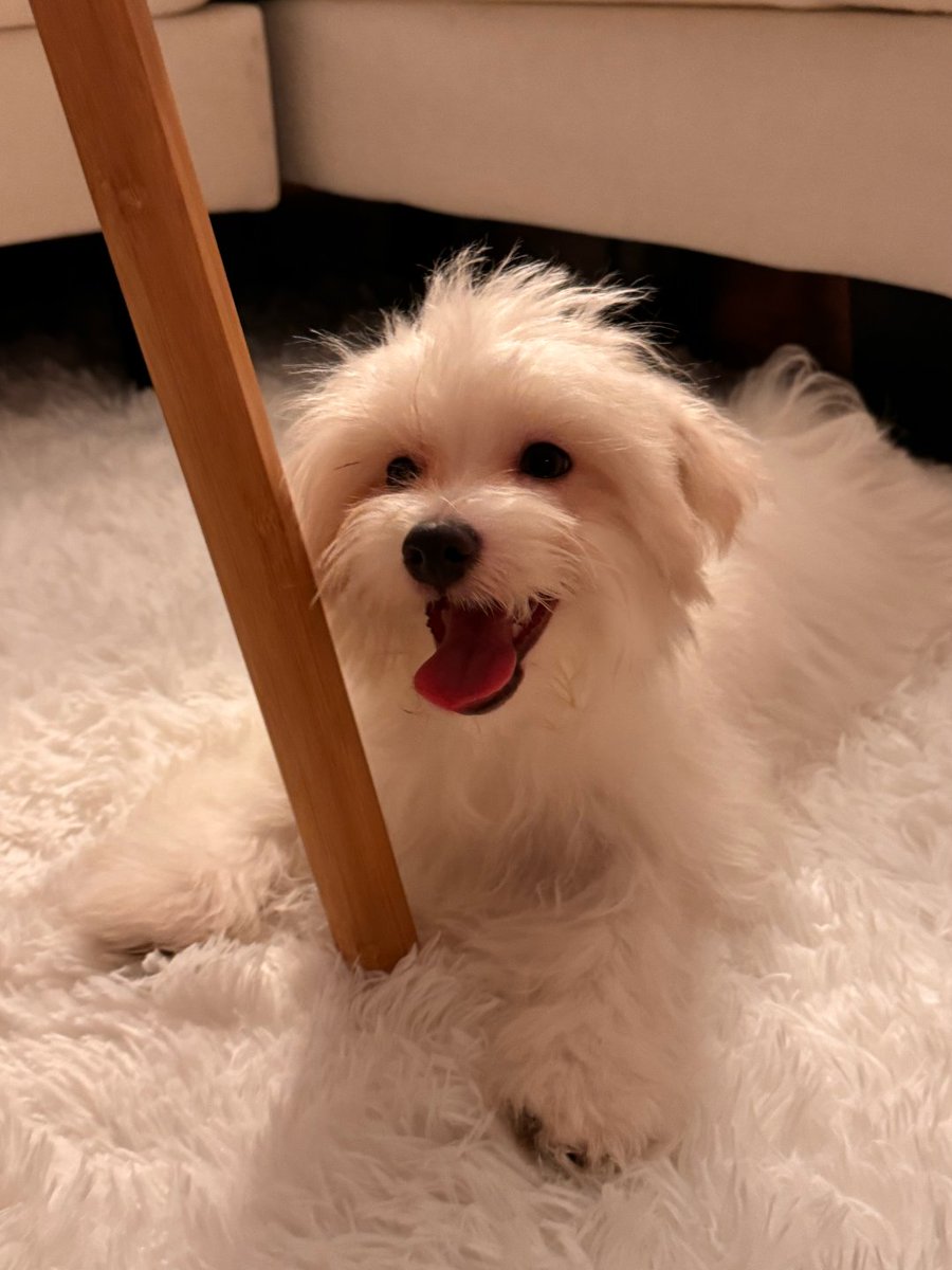 Emilyttyrr's tweet image. Very cute puppy