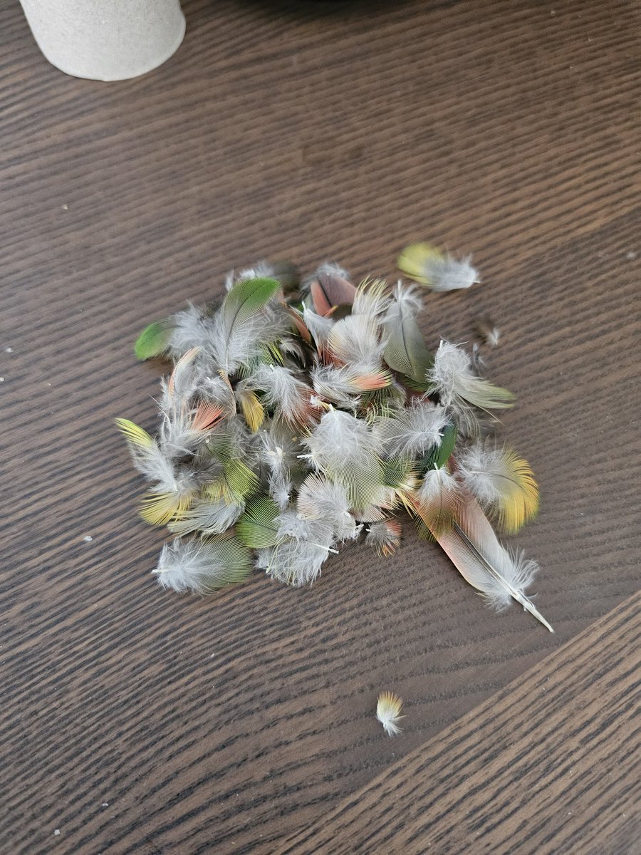나도 깃털 트리 한번 만들어보려고, 마침 털갈이중이라 나흘동안 모아봄......ㅎ.. 진짜 많이 빠지는구나.........