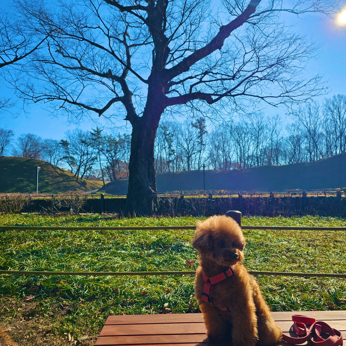 겨울산책🐩🐾
오늘도 넌 여전히 귀엽구나!
곧 보자!!!🐶