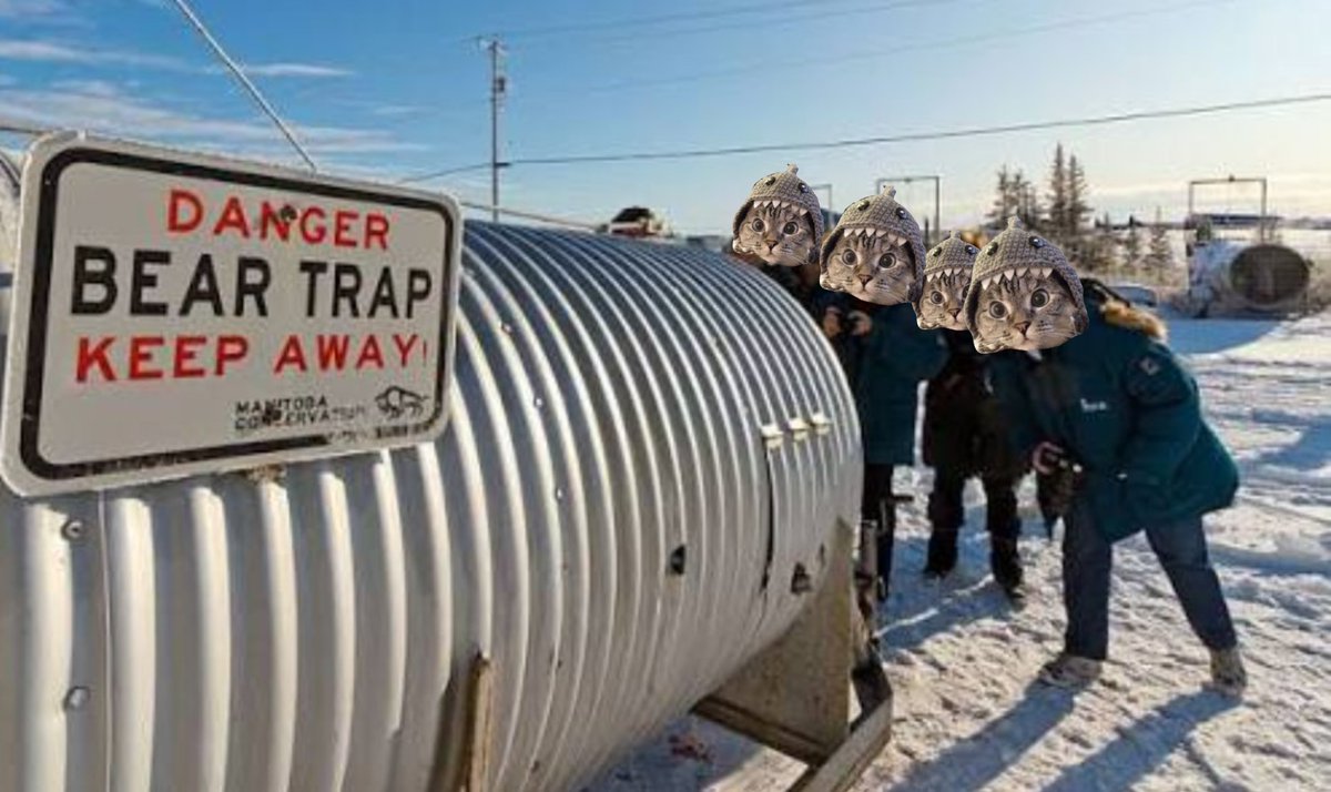 SharkCatSolana's tweet image. Trap the bear 🦈😺