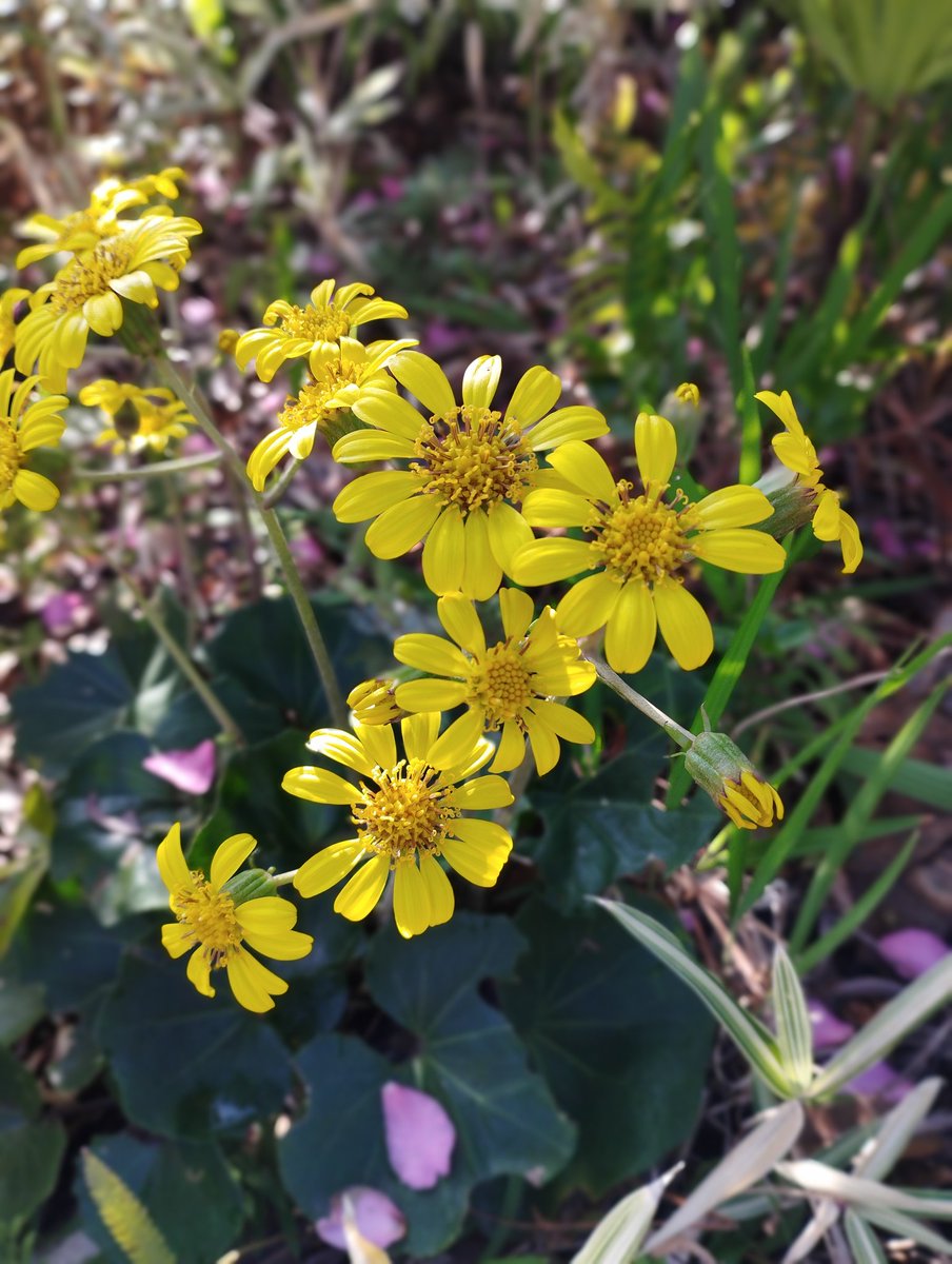カライモブックス開店しています。今年の営業は22日（月）まで。どうぞよろしくお願いいたします。