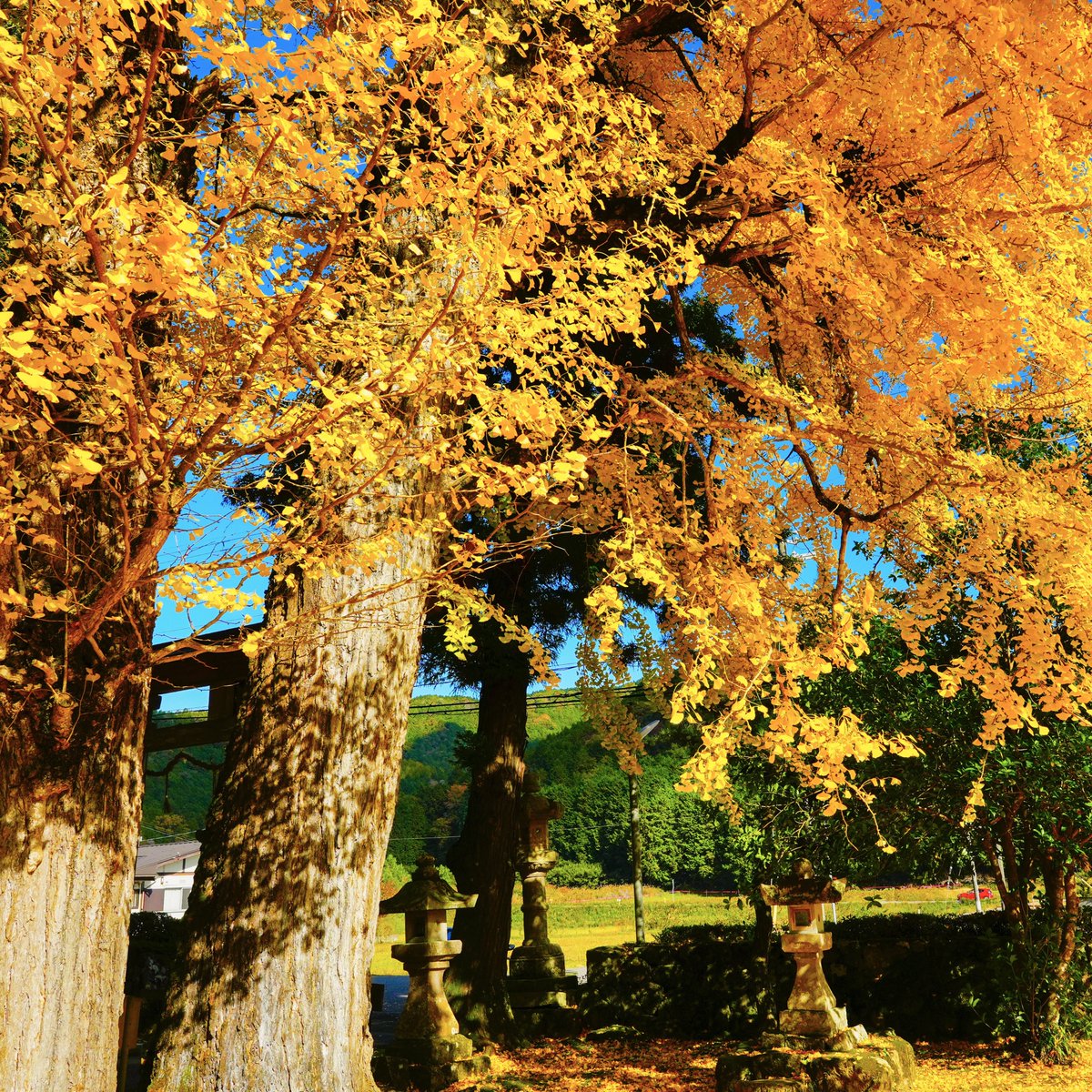 森のフォトスタジオ〜丹波〜 tweet media